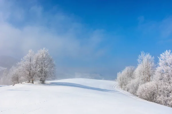 雪に覆われた丘の上にはたくさんの木があり — ストック写真