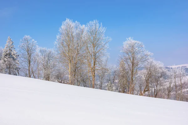 Árvores em hoarfrost no prado coberto de neve — Fotografia de Stock