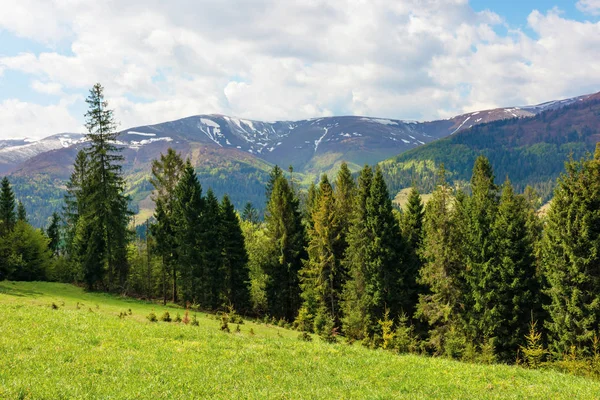 Fichtenwald auf einem grasbewachsenen Hügel in den Bergen — Stockfoto