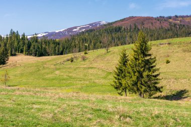 bahar içinde dağlık kırsal