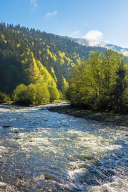 Ormanın ortasındaki dağ nehri