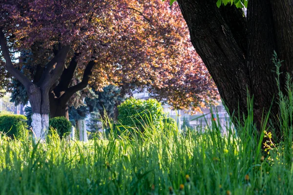 Hierba fresca y alta entre los árboles del parque —  Fotos de Stock