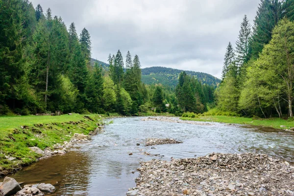 Río de montaña en el bosque — Foto de Stock