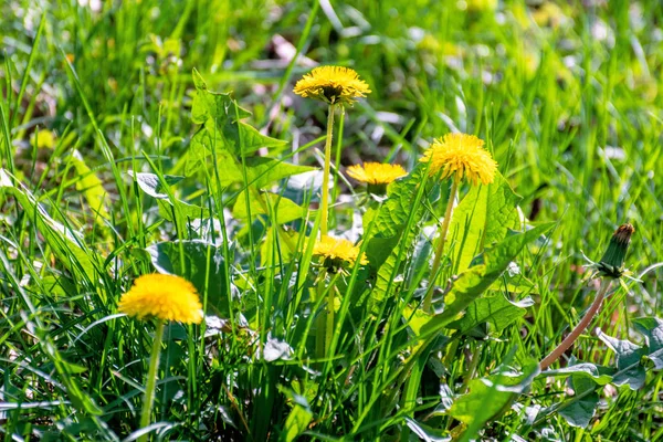 Gele paardebloem bloemen in het gras — Stockfoto