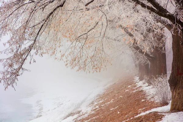 Kışın en uzun ıhlamur yolu. — Stok fotoğraf