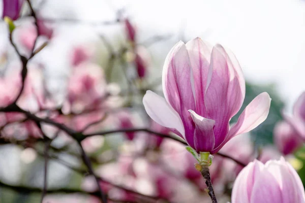 Pink blossom of magnolia tree — Stock Photo, Image