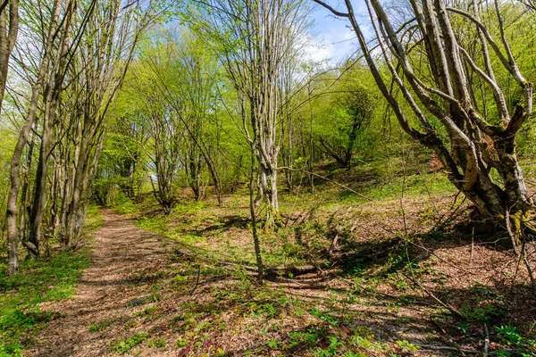 Gyalogút az erdőn keresztül tavasszal — Stock Fotó