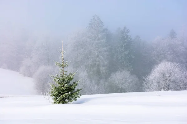 Kleine Fichte auf der schneebedeckten Wiese — Stockfoto