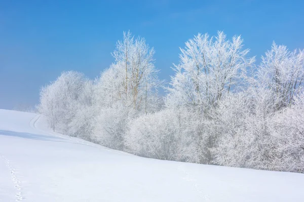 Floresta em hoarfrost na colina coberta de neve — Fotografia de Stock
