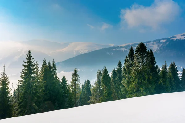 Granskog på en snötäckt fjälläng — Stockfoto