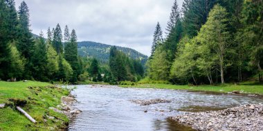 Ormandaki dağ nehri