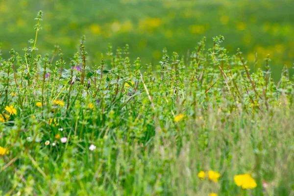 Одуванчики и другие сорняки среди травы — стоковое фото