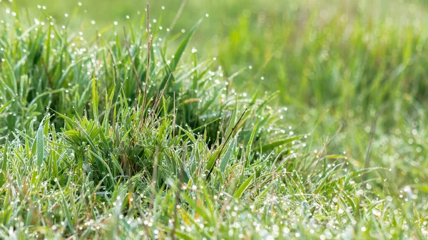 Зелена трава в ранковій росі — стокове фото