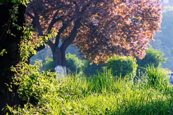 Fresh tall grass among the trees in the park — Stock Photo, Image