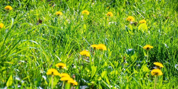Жовті квіти кульбаби на траві — стокове фото