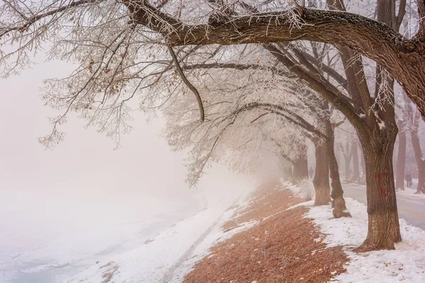 Die längste Lindenallee im Winter — Stockfoto