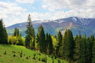 Dağlardaki çimenli bir tepede ladin ormanları