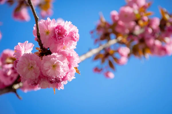 Pink cherry blossom close up — Stock Photo, Image