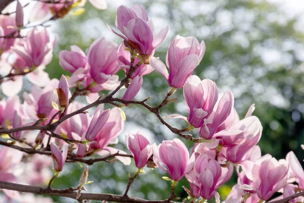 Rosa Blüte des Magnolienbaums — Stockfoto
