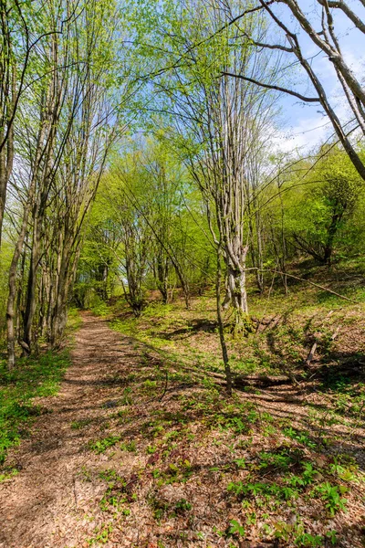 Fußweg durch Wald im Frühjahr — Stockfoto