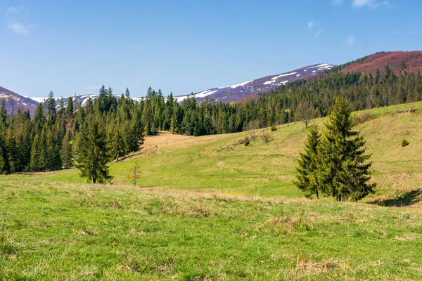 Campo montañoso en primavera — Foto de Stock