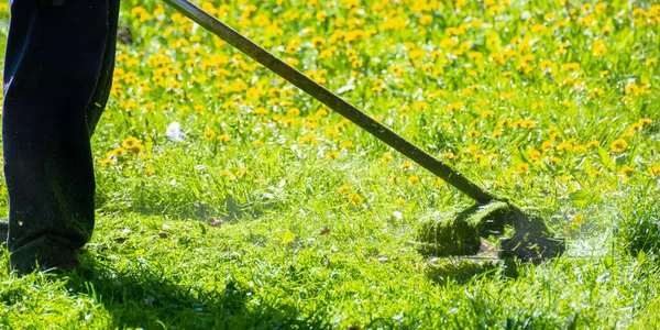 庭のタンポポや他の雑草をトリミングし — ストック写真