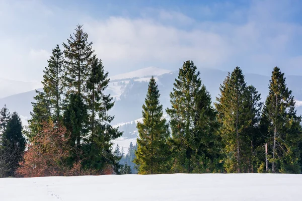雪に覆われた山の牧草地にスプルースの森 — ストック写真