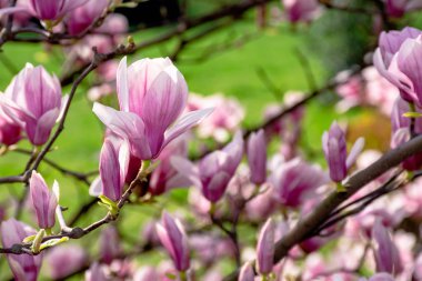 Manolya ağacının pembe çiçeği