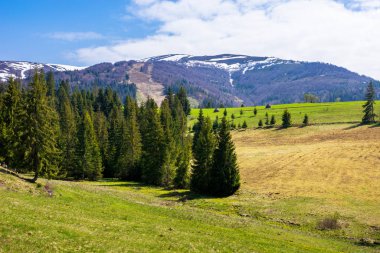 Karpatya kırsal ilkbaharı 