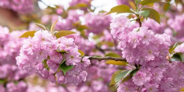 Sakura bahçede çiçek açıyor.