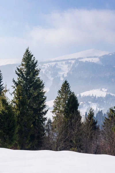 Smrkový les na zasněžené horské louce — Stock fotografie
