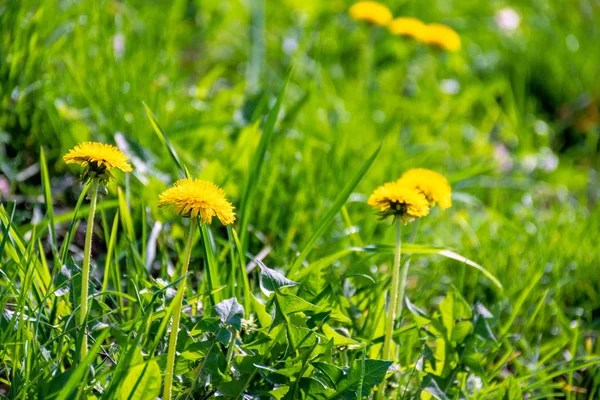Gele paardebloem bloemen in het gras — Stockfoto