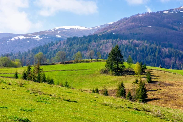 Karpatská krajina na jaře — Stock fotografie