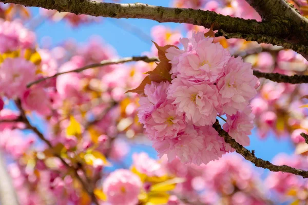 분홍색 벚꽃 클로즈업 — 스톡 사진