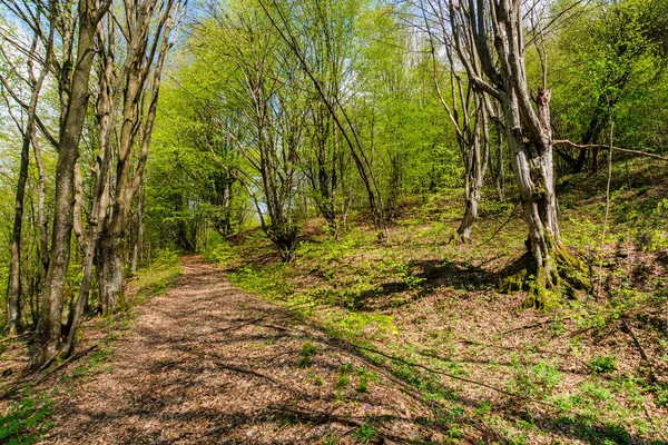 Gyalogút az erdőn keresztül tavasszal — Stock Fotó