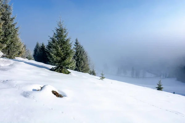 Winterlandschap bij zonsopgang — Stockfoto