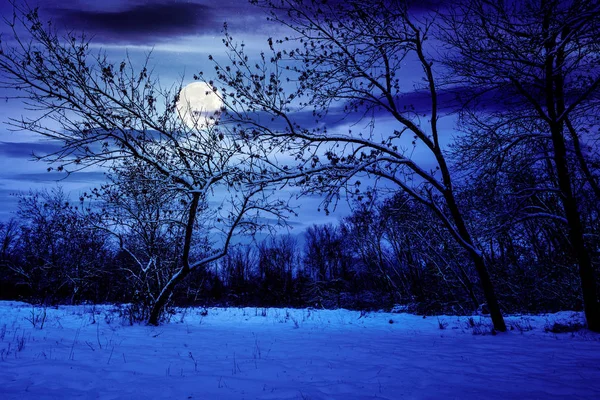 Winterwald bei Nacht — Stockfoto