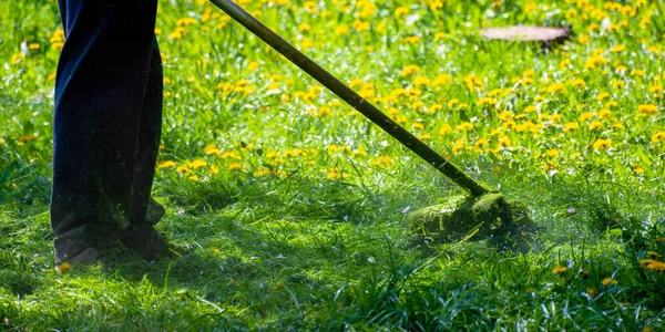 trimming dandelions and other weeds in the yard