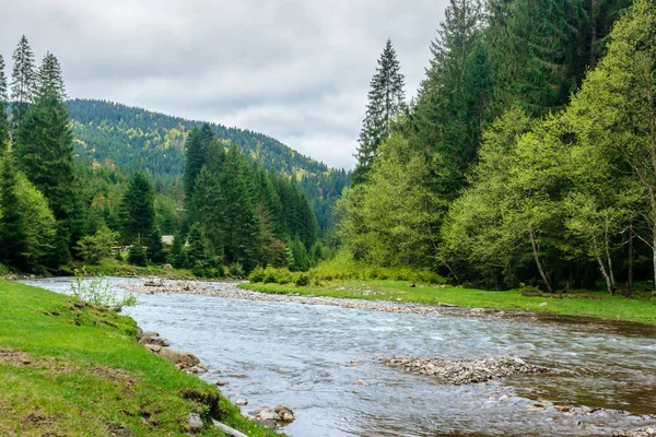 Горная река в лесу — стоковое фото