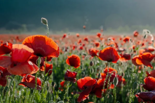 Campo en flor de flores de amapola roja al atardecer —  Fotos de Stock