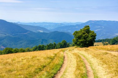 Yazın dağlık kırlarda
