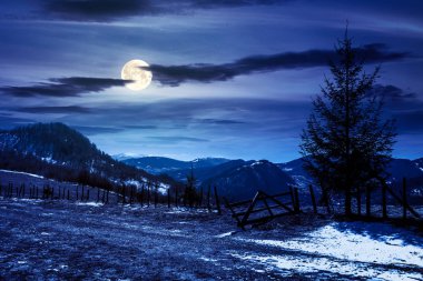 Gece dağın tepesinde çam ağaçları