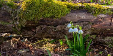 Ormanda kar taneleri çiçek açar.