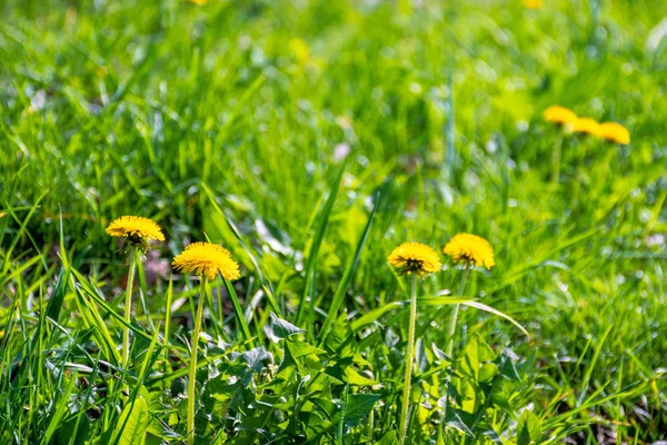 Flores de diente de león amarillo en la hierba — Foto de Stock