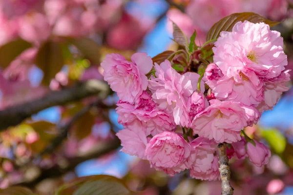 Pink cherry blossom close up — Stock Photo, Image