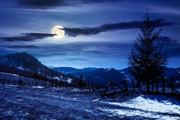 Fichten auf dem Berg in der Nacht — Stockfoto