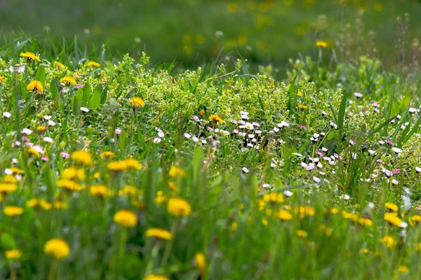 草丛中的蒲公英和其他杂草 — 图库照片