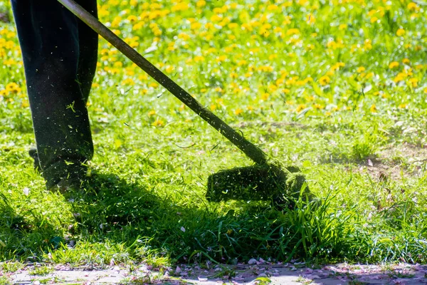 Bahçedeki karahindibaları ve diğer otları buduyorum.