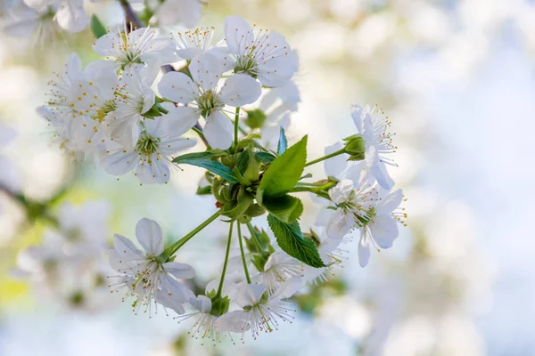 White blossom of apple tree — Stock Photo, Image