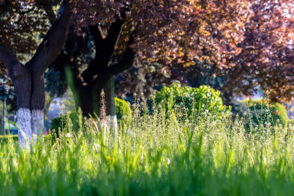 Čerstvá vysoká tráva mezi stromy v parku — Stock fotografie